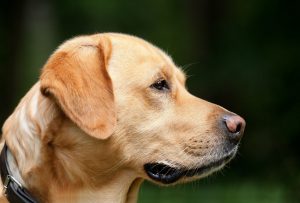 Service Animal Requirements and Restrictions